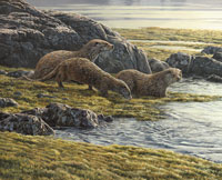 Family of otters on Loch Spelve Mull. A bitch otter and two cubs approacxh the waters edge. Otter Print
