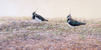 Pair of Lapwing Print - Available ready framed