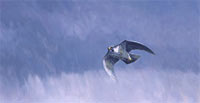The Stoop - Peregrine Falcon Canvas Print