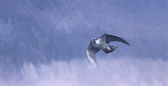 Peregrine Falcon Print - Birds of Prey prints