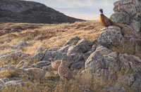 Pheasants print on canvas - The Tumbled Wall