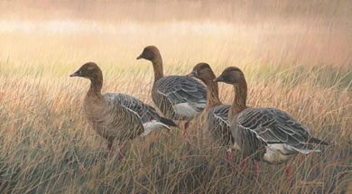 Alert Pink-footed Geese - Canvas print from an oil painting by Martin Ridley.