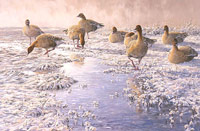Pink-footed Geese Giclee Print