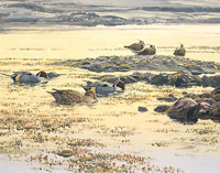 Pintail and Lapwings - Wildfowl Print