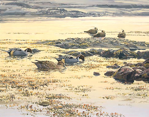 Northern pintail ducks and resting lapwings duck print