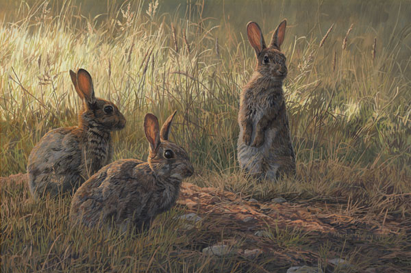 Rabbits prints - Canvas print of rabbits. From an oil painting of three young rabbits by Martin Ridley