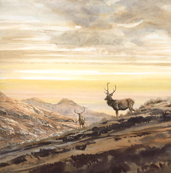 From an original watercolour painting by Martin Ridley. Red deer stags above Poolewe in the Scottish Highlands.