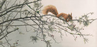 Red squirrel print by Martin Ridley - Out on a Limb - a red squirrel clambering in a hawthorn bush