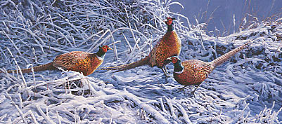 Ring-necked Pheasants Print - Gamebird prints