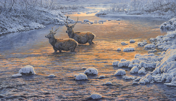 Print of Red Deer Stags Fording a River in Snow