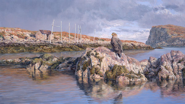 Sea Eagle, White-tailed Sea Eagle or White-tailed Eagle (Haliaeetus albicilla) - Birds of prey on the West Coast of Scotland