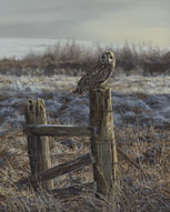 Short-eared Owl Prints - Short-eared owl perched on an old fence popst in a frosty meadow