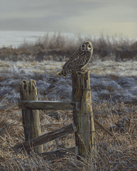 Short-eared owl prints on canvas - Short-eared owl perched on an old fence post in a frosty meadow from an oil painting by Martin Ridley