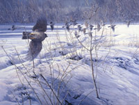 Sparrowhawk chasing Fieldfares Print