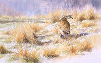 Sunbathing Brown Hare Limited Edition Wildlife Art Print