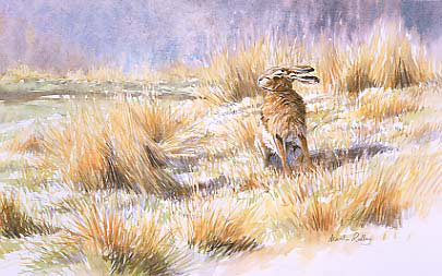 Brown hares print - Limited edition reproduced from a watercolour