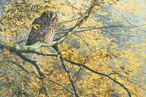 Tawny owl Print - Wildlife art prints - Edition of 450 prints