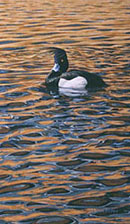 Tufted Duck- Wildfowl Duck Print