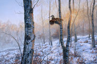 Woodcock Print - A woodcock takes flight from the bracken in a snow covered silver birch wood