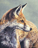 Young Red Fox Print - Limited edition Print