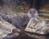 Otter Print - A young otter anongst rocks at the edge of a river. Otter prints for sale
