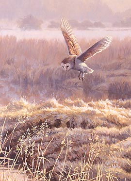 Hunting barn owl in flight