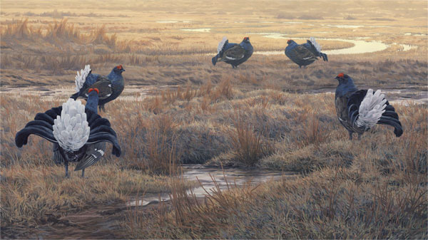 Original oil painting of black grouse at the lek. Five lekking black grouse painting by Martin Ridley - Gamebird Painting.