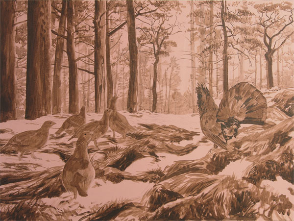 Gamebirds - male capercaillie displaying to grey hens. Capercaillie oil painting for sale