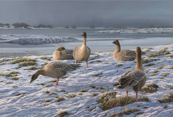 Pink-footed geese oil painting -  Martin Ridley