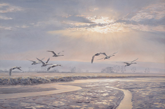 Original oil painting of swans in flight. Bewicks Swans over an estuary channel on the River Severn in Gloucestershire