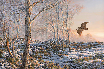 Sporting Art Woodcock print on canvas by Martin Ridley.