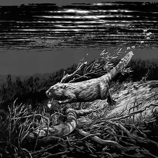 Black and white swimming beaver painting - diving beaver illustration