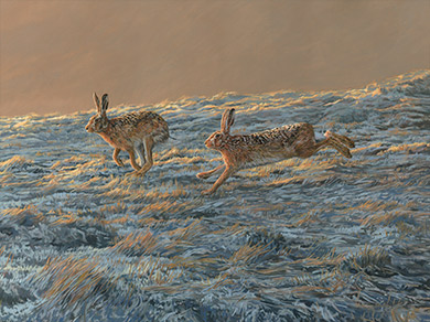 Wildlife artist UK - oil painting- brown hares