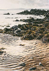Image of an otter eating a fish - Fetlar Shetland Isles