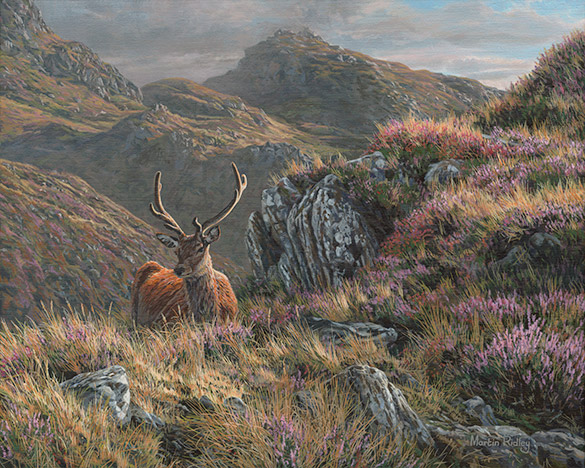 Summer red deer stag in velvet lying amongst flowering heather,  Oil painting for sale by Martin Ridley