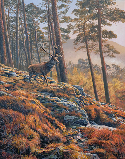 Red deer stag in autumn caledonian scots pinewoods,  Oil painting for sale by Martin Ridley
