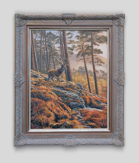 Framed original oil painting of  a red deer stag in an autumn pineforest.