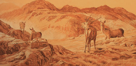 Roaring red deer stag - painting commission sketch