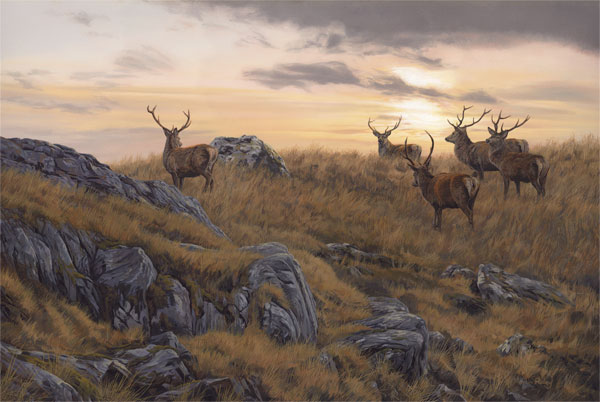 Small herd of red deer stags at sunset