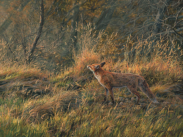 Autumn Red Fox,  Oil painting for sale by Martin Ridley