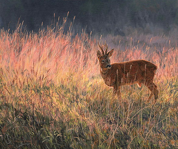 Summer Roe Buck - Oil Painting by Martin Ridley