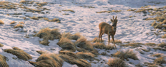 Roe buck in velvet - Snow scene with winter roe deer oil painting