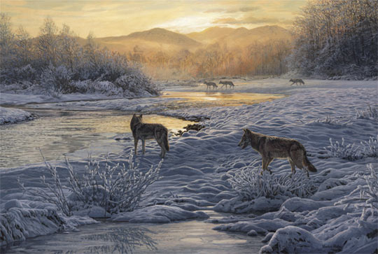 Five wolves on a snowy river bank. Original oil painting depicting five wolves at the riverside.