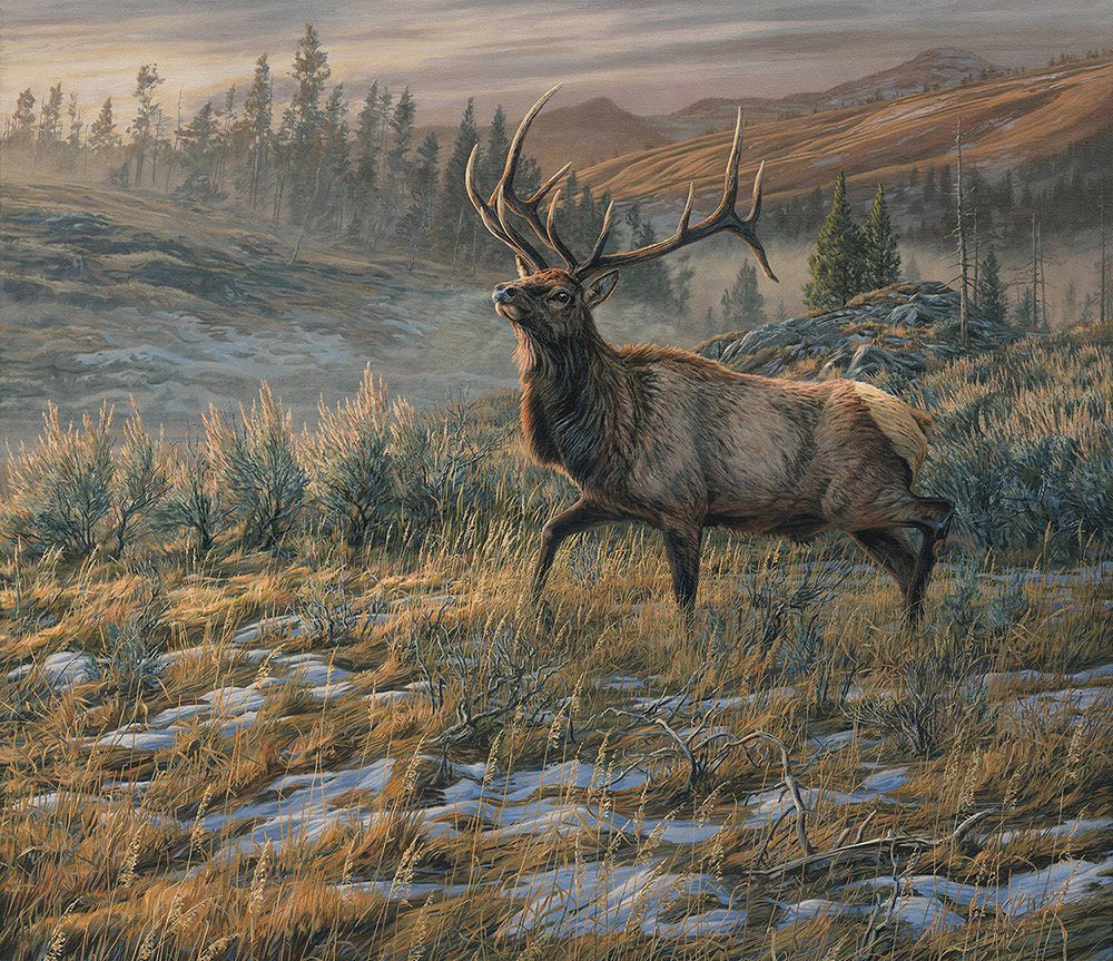Bull American Elk, Original oil painting by Martin Ridley - North American wildlife art
