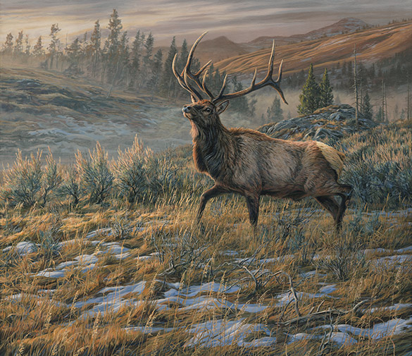Bull American Elk - Oil Painting for Sale