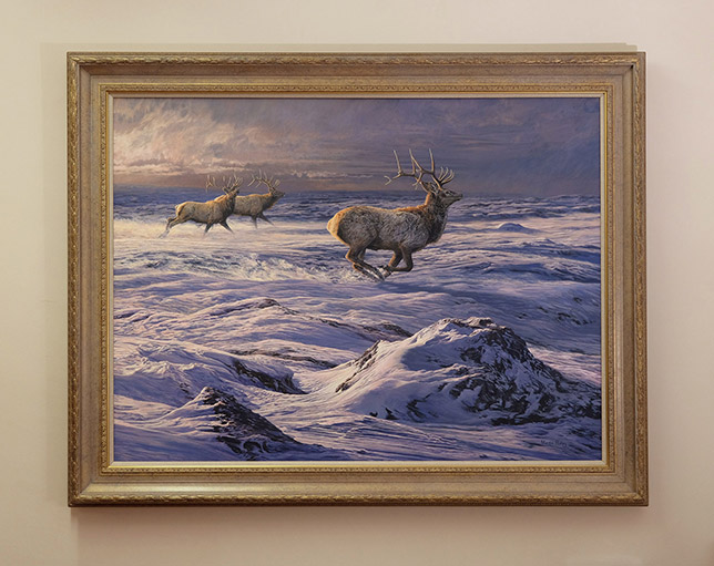 Framed original oil painting of Bull Elk running in snow