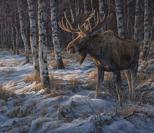 North American wildlife paintings - Bull Moose original oil painting for sale by Martin Ridley