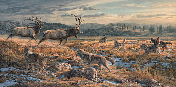 Antlers Down, gray wolves versus American elk - contemporary original oil painting by Martin Ridley