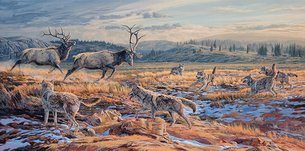 Oil painting in progress - Timber wolves and American elk