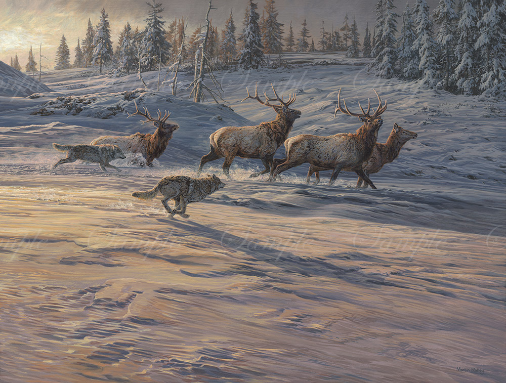 Original large oil painting of grey wolves hunting American elk or Wapiti by Martin Ridley